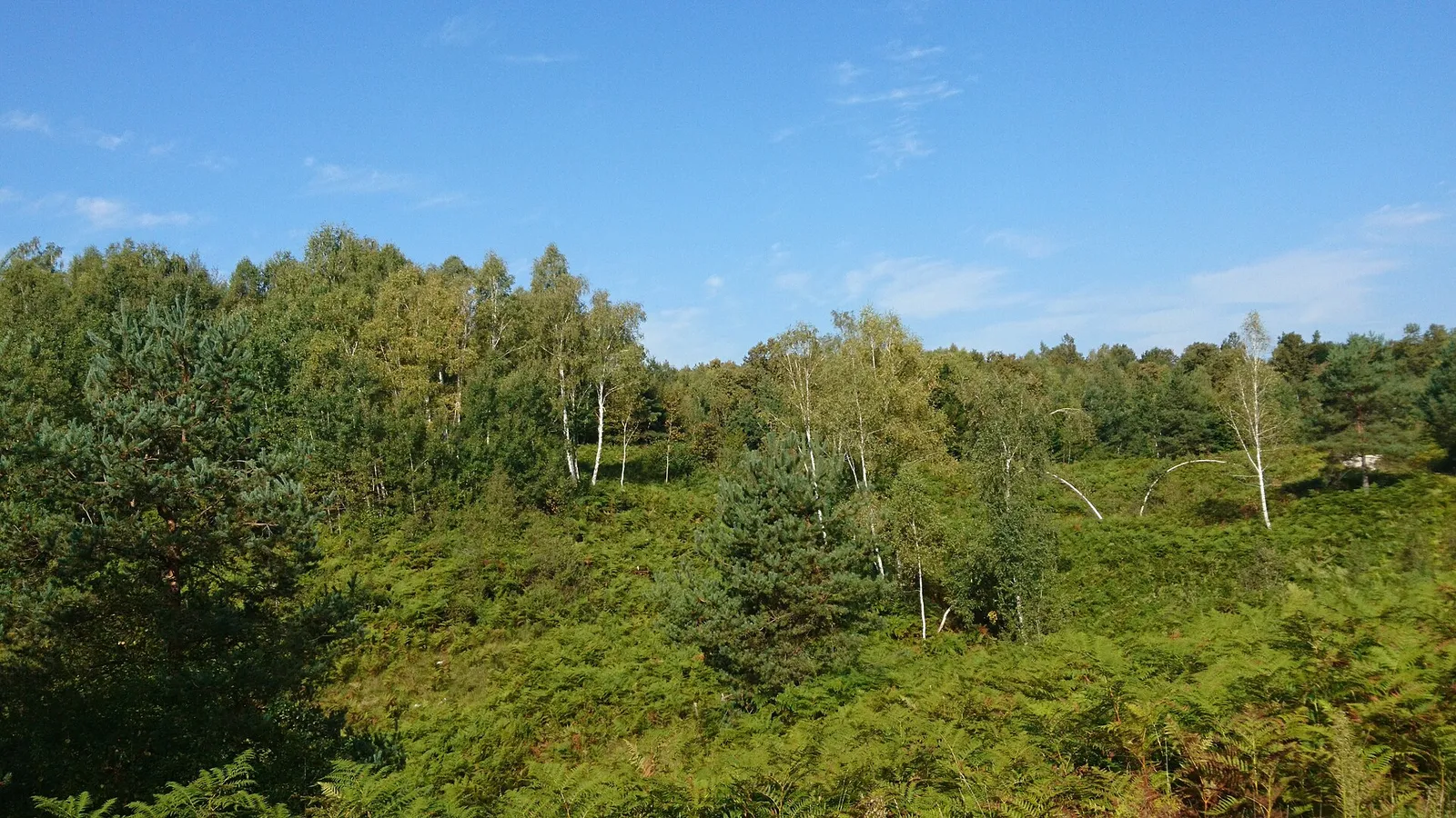 Steljniki birch groves